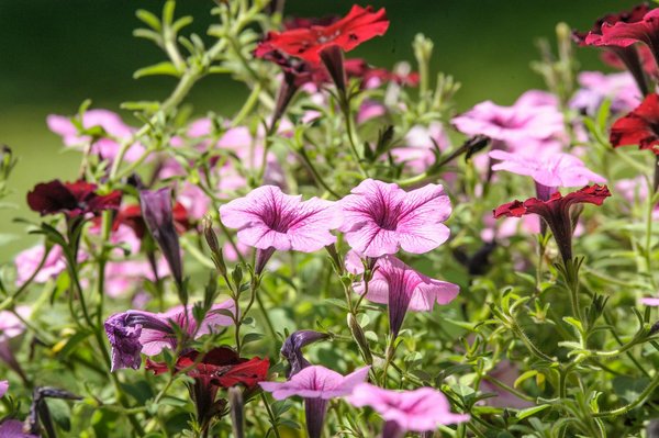 Quel est le processus pour déménager une collection historique de journaux ?